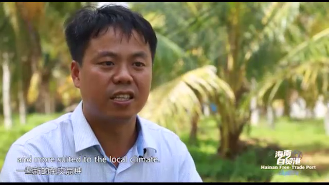 《椰子梦）（Coconut Dreams）：在中国，有一个科研团队。他们每天穿梭于林间，与椰子为伴，日复一日。几十年后他们在海内外种下万亩椰林，帮助农民增收致富，他们被大家称为“椰子博士”。他们用“金椰子”助力建设中国海南自贸港，用科技服务农业“走出去”。本期节目将走进中国热带农业科学院椰子研究所科研工作者的日常工作，看看他们如何攻关克难，如何让一棵产果几十个的椰子树增产几百个，如何为建设全球种质资源保存基地的梦想而奋斗。